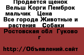 Продается щенок Вельш Корги Пемброк мальчик › Цена ­ 65 000 - Все города Животные и растения » Собаки   . Ростовская обл.,Гуково г.